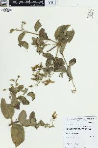 Banisteriopsis muricata image