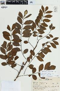 Spondias purpurea image