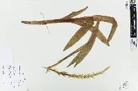 Platanthera dilatata image