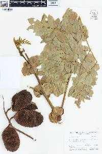 Caesalpinia bonduc image