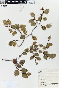 Nothofagus fusca image