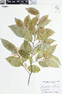 Prunus myrtifolia image