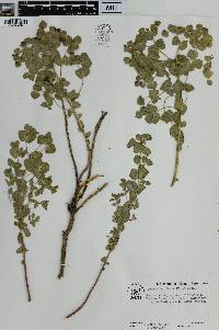 Euphorbia brachycera image