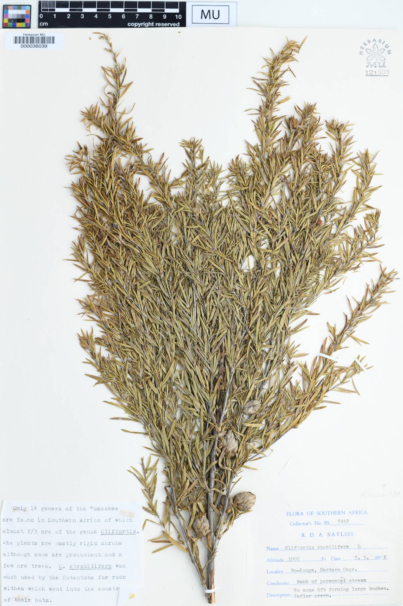 Cliffortia strobilifera image