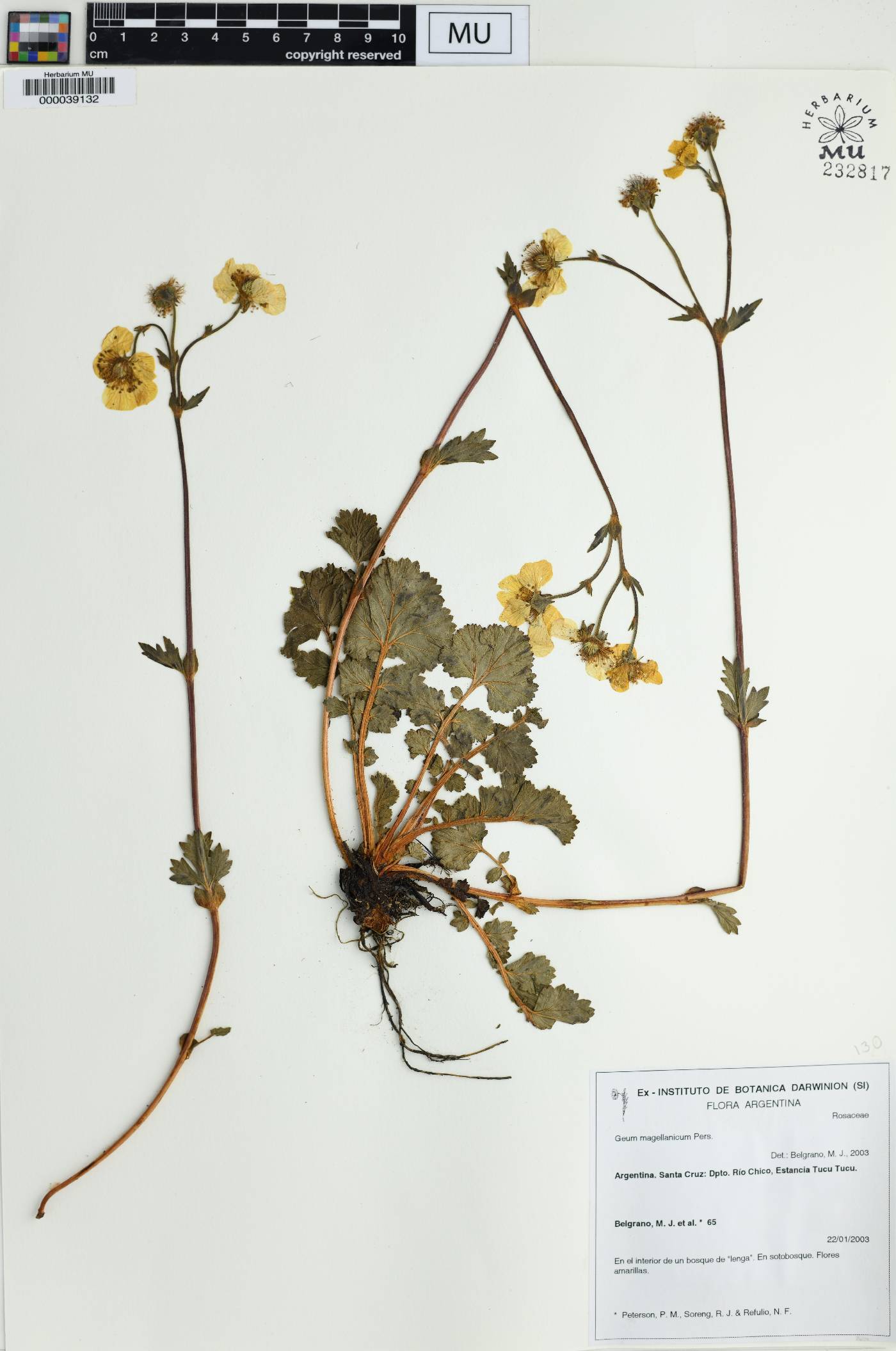 Geum magellanicum image