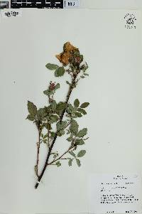 Rosa woodsii image