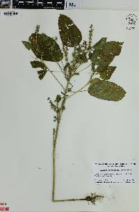 Acalypha ostryifolia image