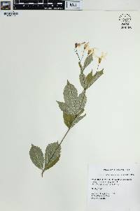 Gillenia trifoliata image