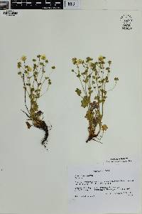 Potentilla crantzii image