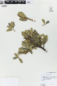 Quercus douglasii image