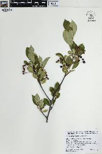 Aronia melanocarpa image