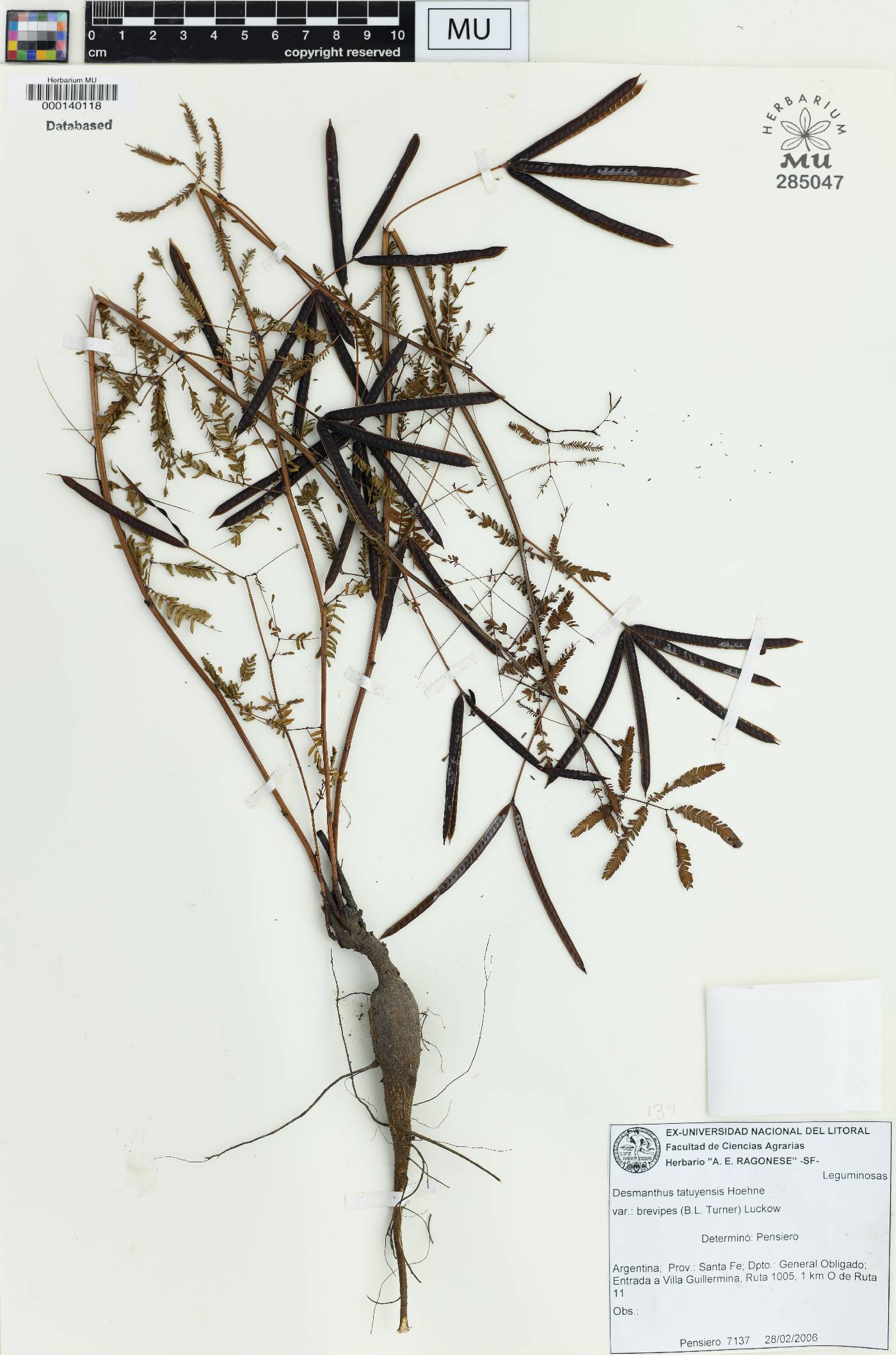Desmanthus tatuhyensis image