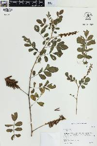 Indigofera hirsuta image