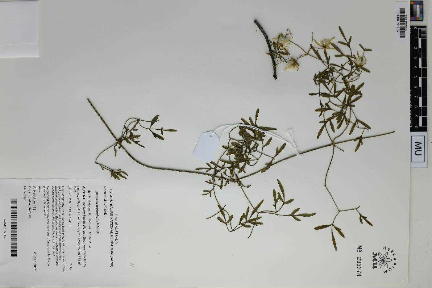 Clematis leptophylla image