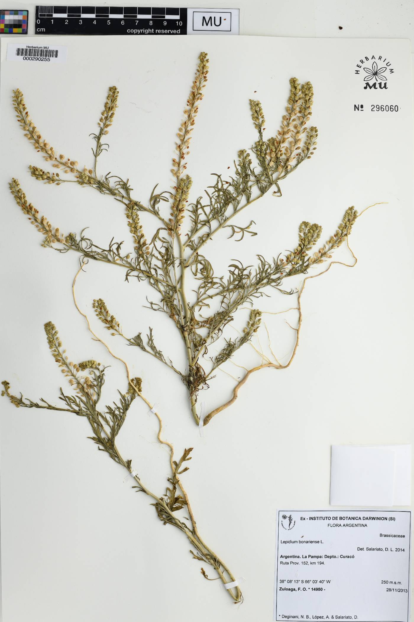 Lepidium bonariense image