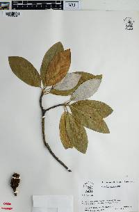 Magnolia viginiana image