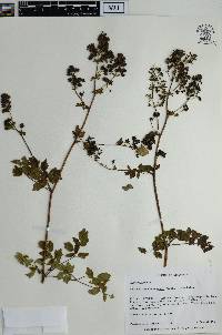 Thalictrum dasycarpum image