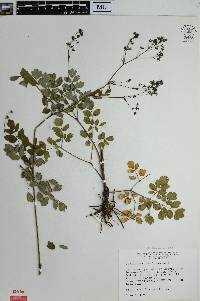 Thalictrum amphibolum image