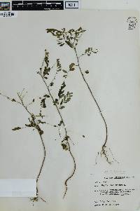 Phyllanthus niruri image