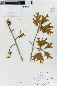 Quercus laevis image