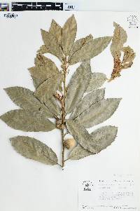 Lithocarpus densiflora image