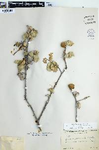 Quercus palmeri image