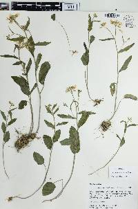 Cardamine bulbosa image