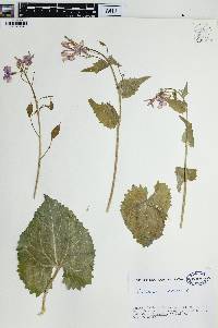 Lunaria annua image