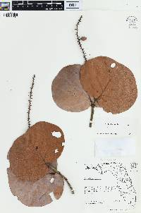 Coccoloba uvifera image