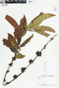 Coffea arabica image