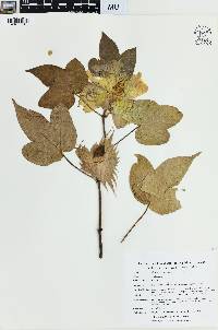 Gossypium hirsutum image