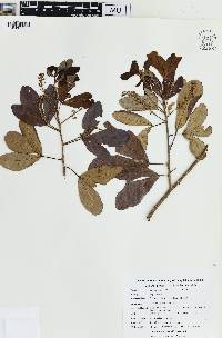 Thouinia discolor image