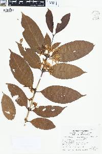 Coffea arabica image