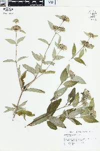 Pycnanthemum incanum image