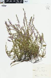 Calluna vulgaris image