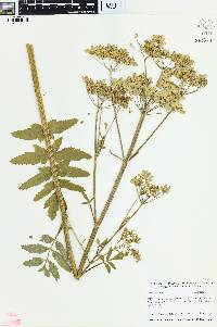 Pastinaca sativa image