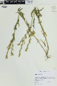 Silene dichotoma image