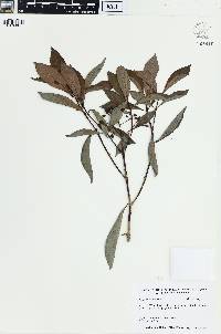 Psychotria ligustrifolia image