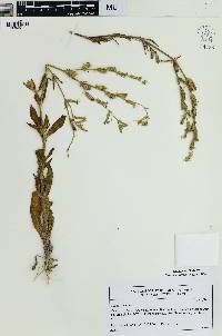 Silene dichotoma image