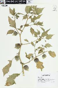 Physalis angulata image