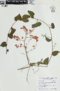 Antigonon leptopus image