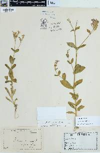 Silene armeria image