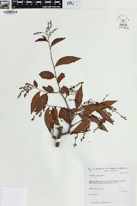 Ruprechtia laxiflora image