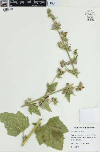 Althaea officinalis image