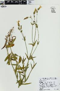 Silene latifolia image