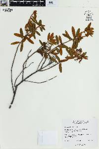 Rhododendron groenlandicum image
