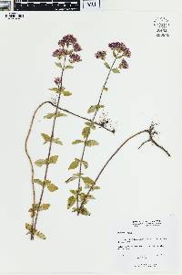 Origanum vulgare image