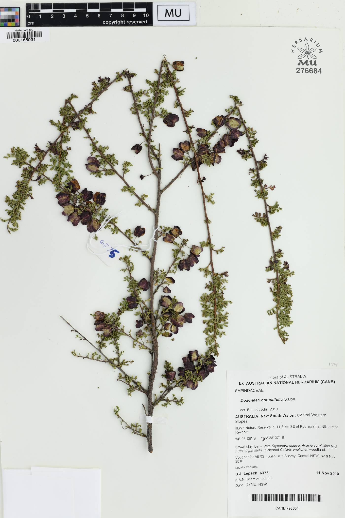 Dodonaea boroniifolia image