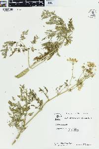 Conium maculatum image