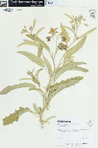 Solanum elaeagnifolium f. elaeagnifolium image